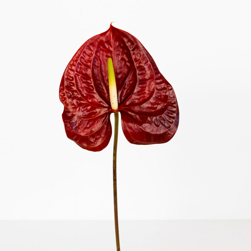 Deep Red Anthurium Flower Stem - Image
