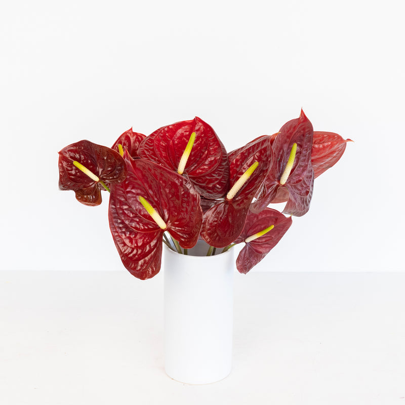 8 the vase life of anthuriums is Buy Wholesale Deep Red Anthurium Flower in Bulk