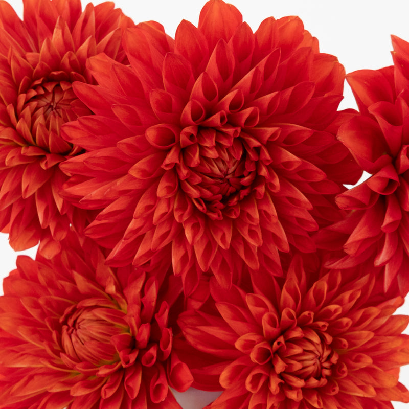 Deep Red Dahlia Flower Close Up - Image