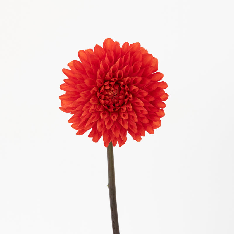 Deep Red Dahlia Flower Stem - Image