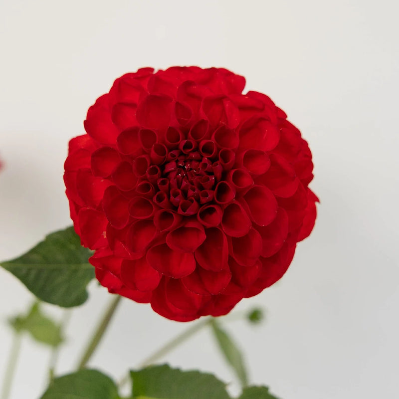 Deep Red Dahlia Flower Close Up - Image