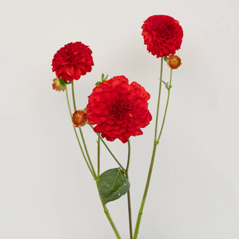 Deep Red Dahlia Flower Stem - Image