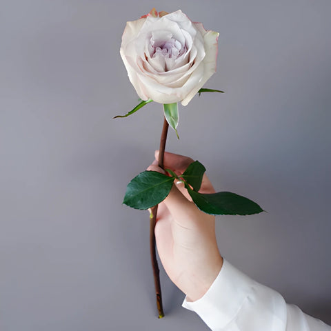 Frosted Amethyst Rose