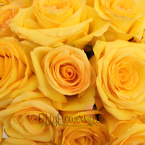 Dejavu Golden Yellow Rose