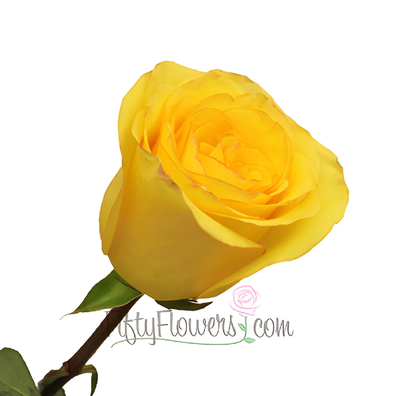 Dejavu Golden Yellow Rose