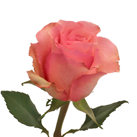 Dekora Bulk Pink Roses