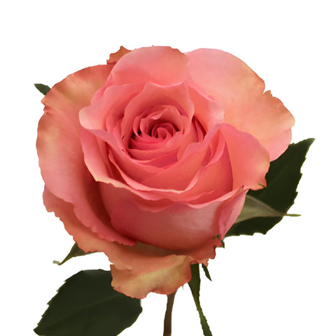 Dekora Bulk Pink Roses