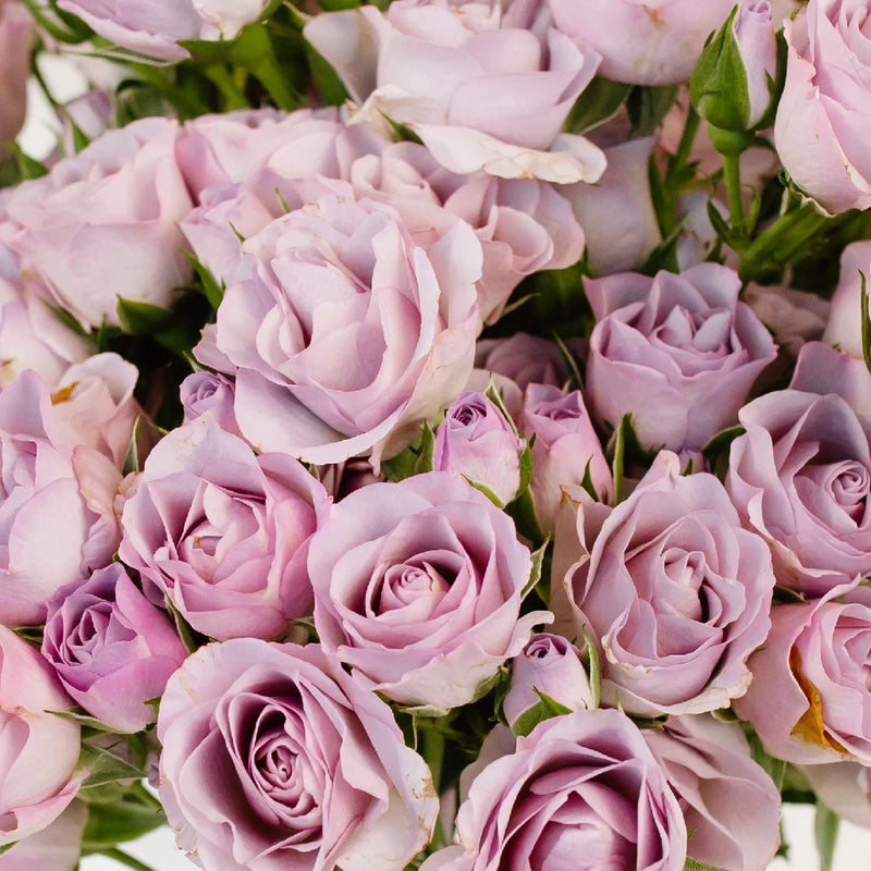 rose garden spray Buy Wholesale Delicate Lavender Spray Garden Rose in Bulk