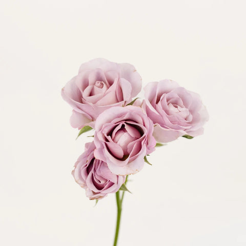 Delicate Lavender Spray Garden Rose Stem - Image