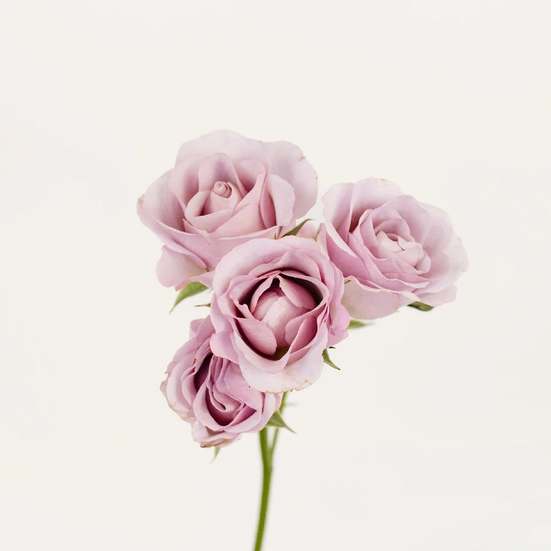 Delicate Lavender Spray Garden Rose Stem - Image