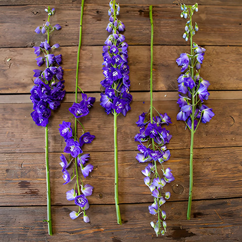 Delphinium Asia Elatum Purple Blue Wholesale Flower FlatLay