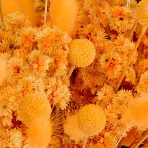 Desert Orange Dried Pack Close Up - Image