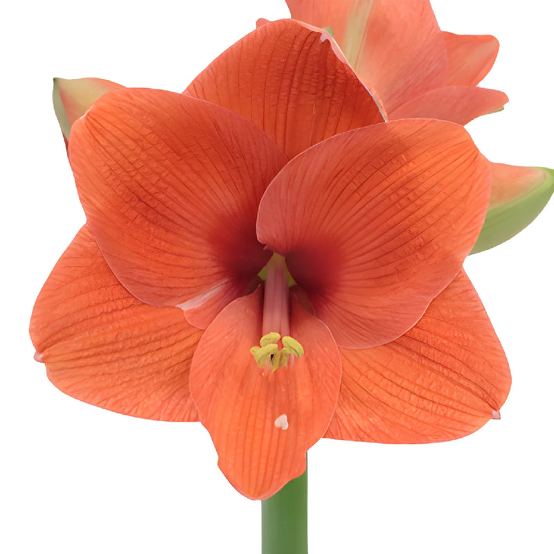 Apricot Orange Amaryllis Flowers