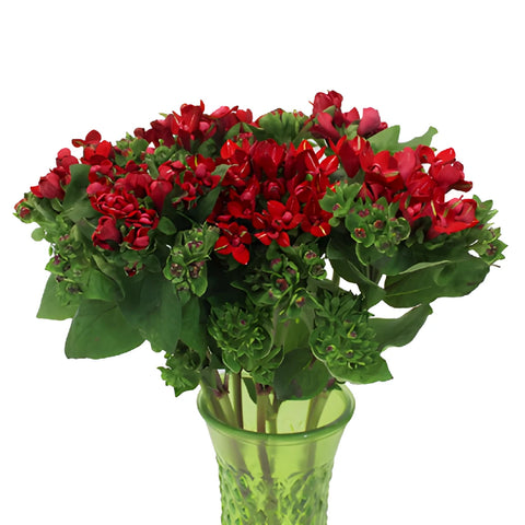 Red Bouvardia Flowers