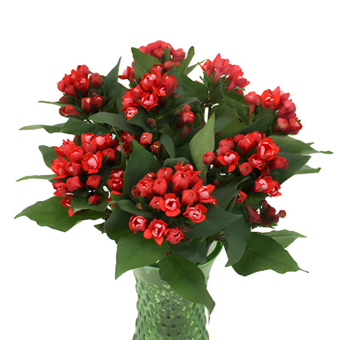 Coral Red Bouvardia Flowers