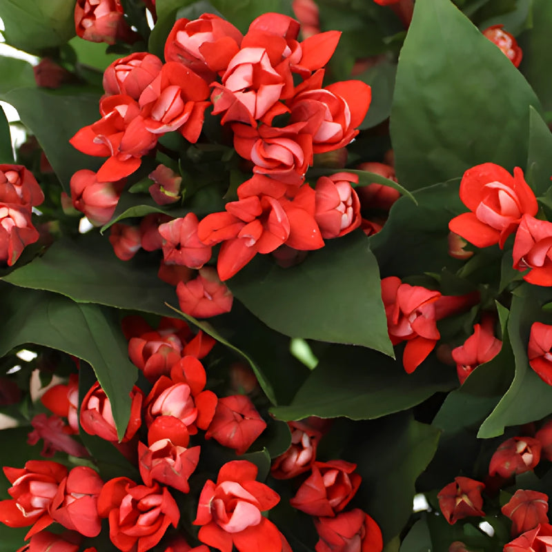 Coral Red Bouvardia Flowers