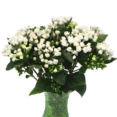 White Bouvardia Flowers