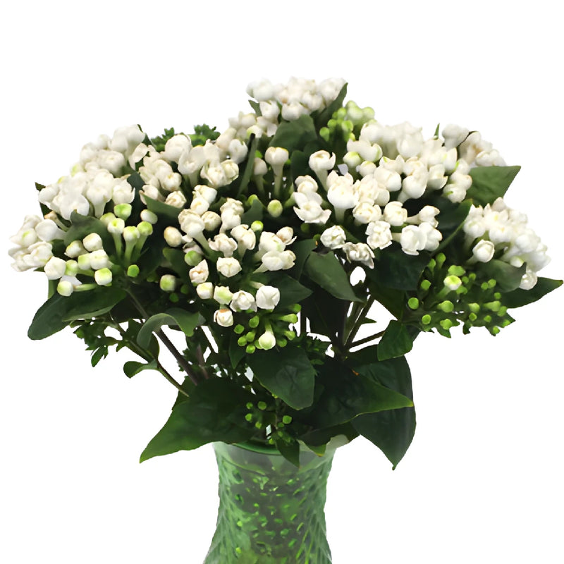 White Bouvardia Flowers