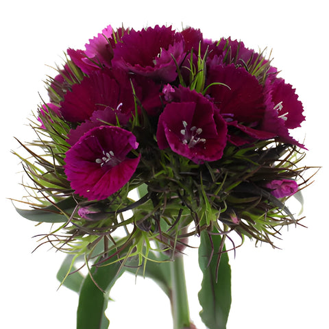Fuchsia Purple Dianthus Flowers