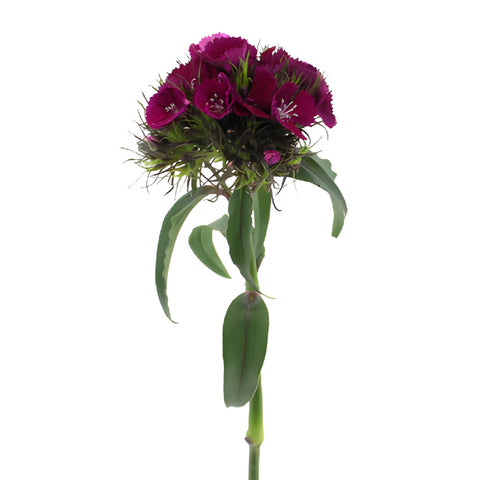 Fuchsia Purple Dianthus Flowers