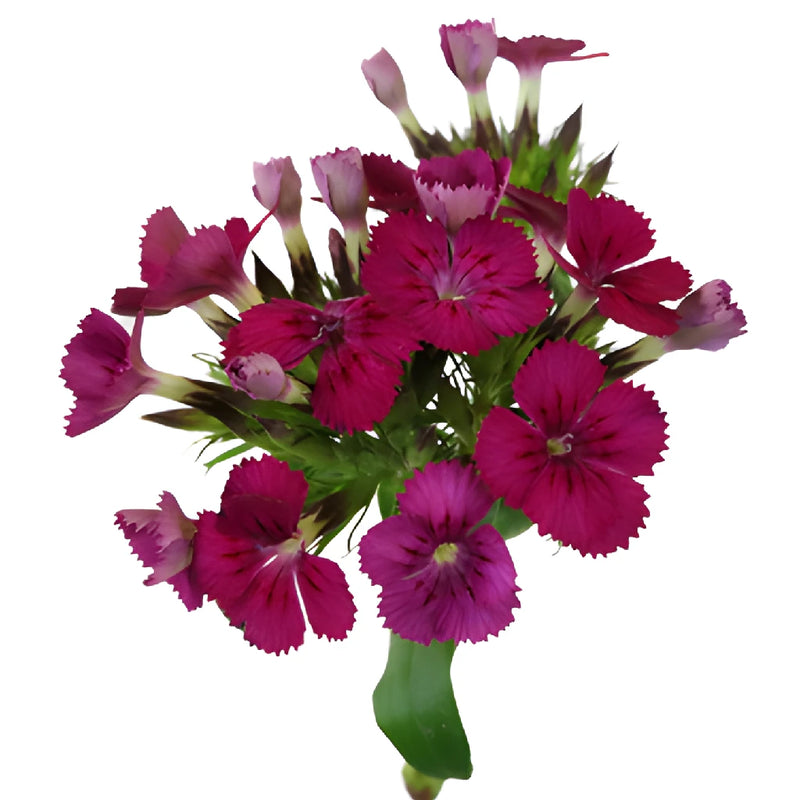 Fuchsia Purple Dianthus Flowers