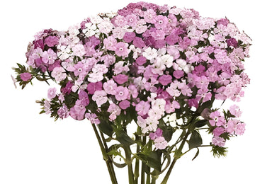 Pink Dianthus Flowers