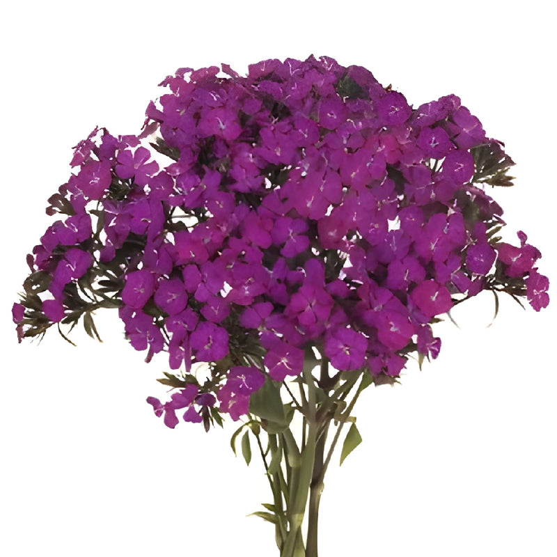 Fuchsia Purple Dianthus Flowers