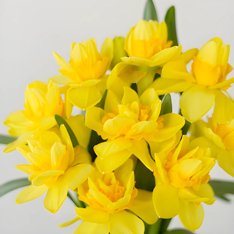 Butter Yellow Daffodil Flowers