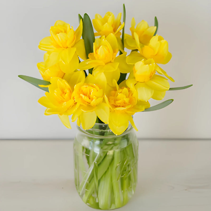Butter Yellow Daffodil Flowers