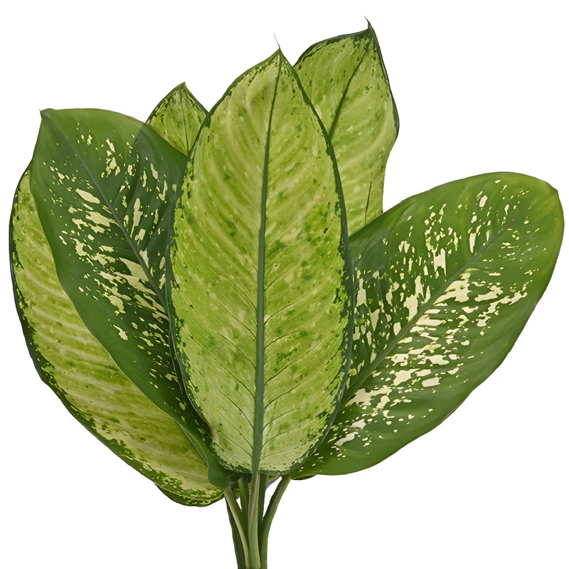 dieffenbachia mixed Buy Wholesale Dieffenbachia Mix Leaves in Bulk