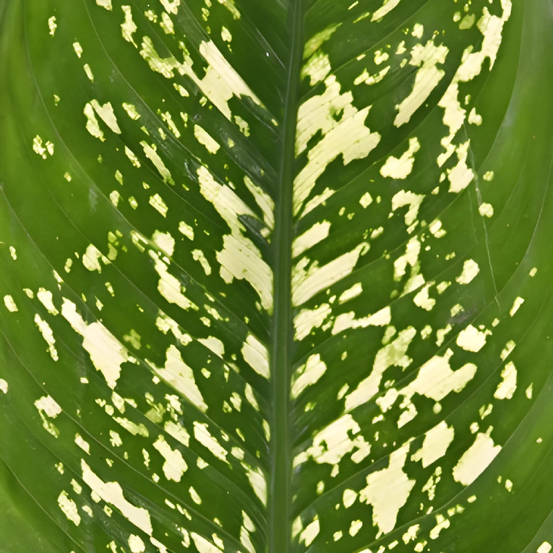 Dieffenbachia Mix Leaves