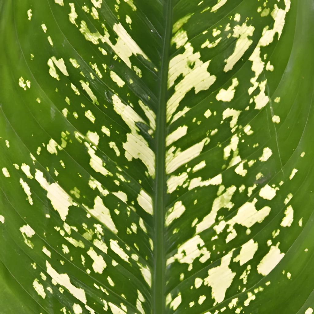 dieffenbachia mixed Buy Wholesale Dieffenbachia Mix Leaves in Bulk