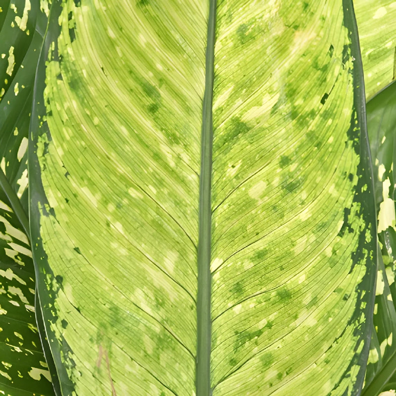 Dieffenbachia Mix Leaves