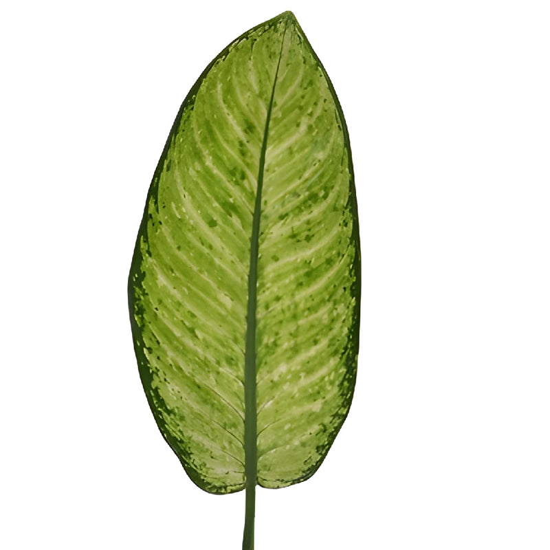 dieffenbachia leaves Buy Wholesale Dieffenbachia Mix Leaves in Bulk