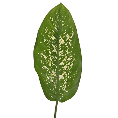 dieffenbachia mixed Buy Wholesale Dieffenbachia Mix Leaves in Bulk