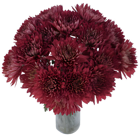Terracotta Cremon Mum Flower