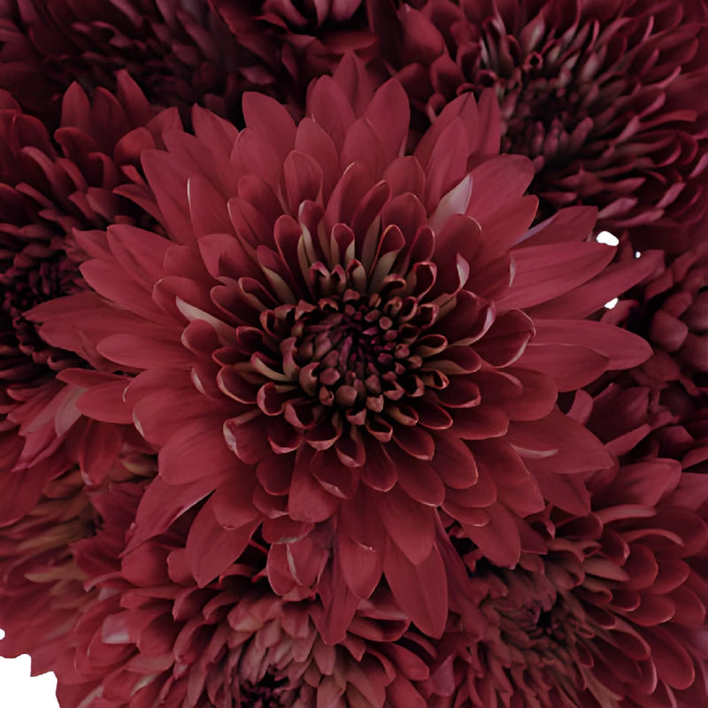 Terracotta Cremon Mum Flower