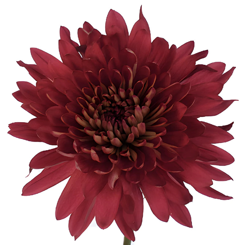 Terracotta Cremon Mum Flower