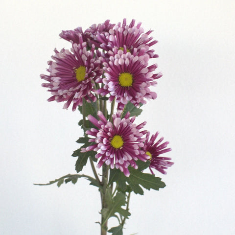 Disco Diva Pom Flower Close Up - Image