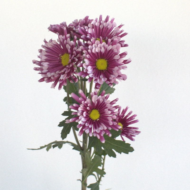 Disco Diva Pom Flower Close Up - Image