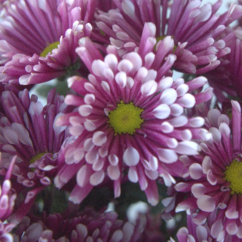 Disco Diva Pom Flower Vase - Image
