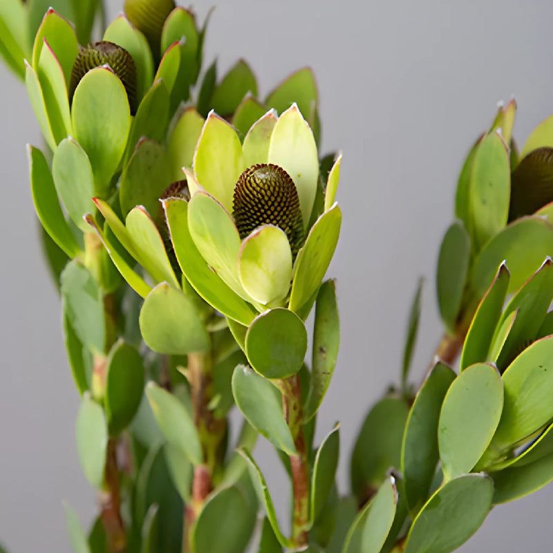 Tropical Leucadendron Cone Bush