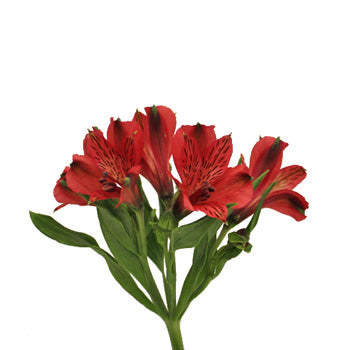 Brick Red alstroemeria Wholesale Flower Bunch
