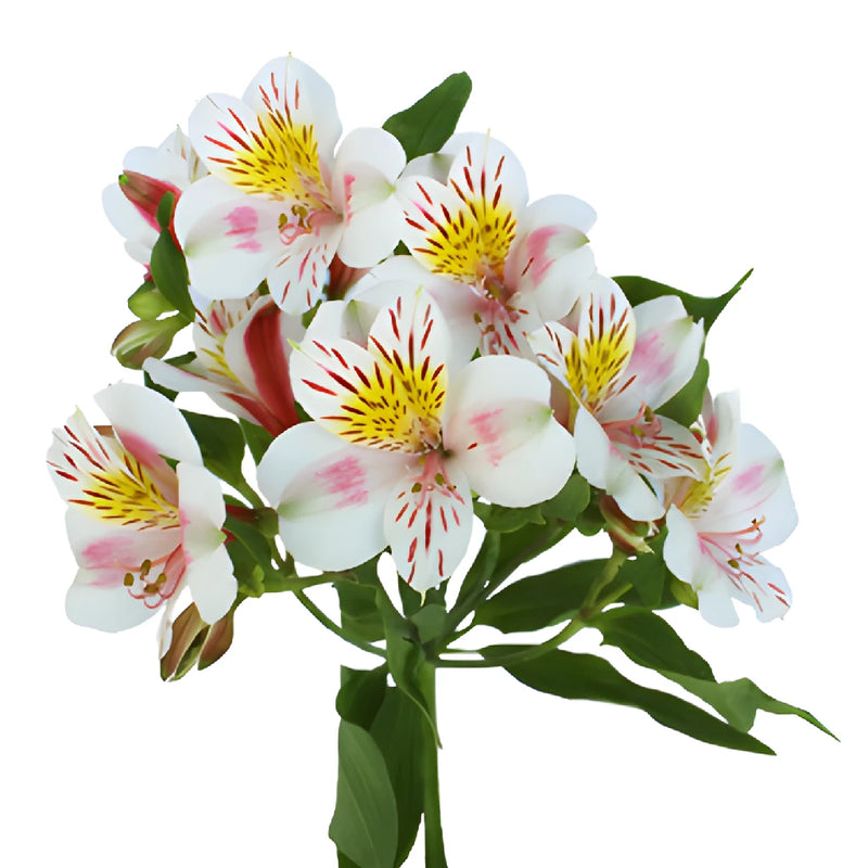 Look at that Alstroemeria Flower in a Bunch