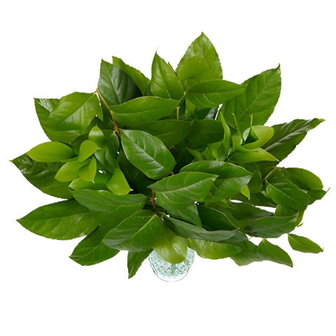 Minimalistic Greenery Starter Centerpiece