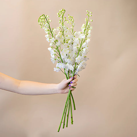 Delphinium Full Moon Blue and White Wholesale Flower Bunch in a hand