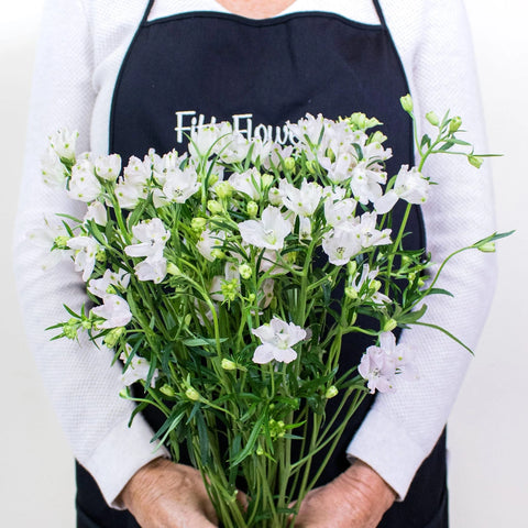 Pink Delphinium Flower Bunch in Hand