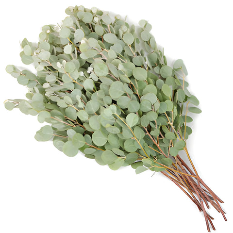 Eucalyptus Gum Drop In a Bunch