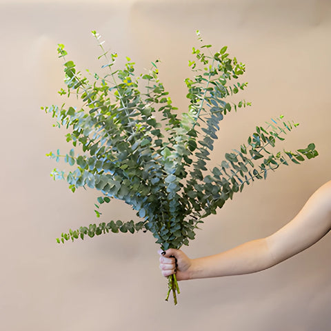 Eucalyptus True Blue Bunch In a Hand