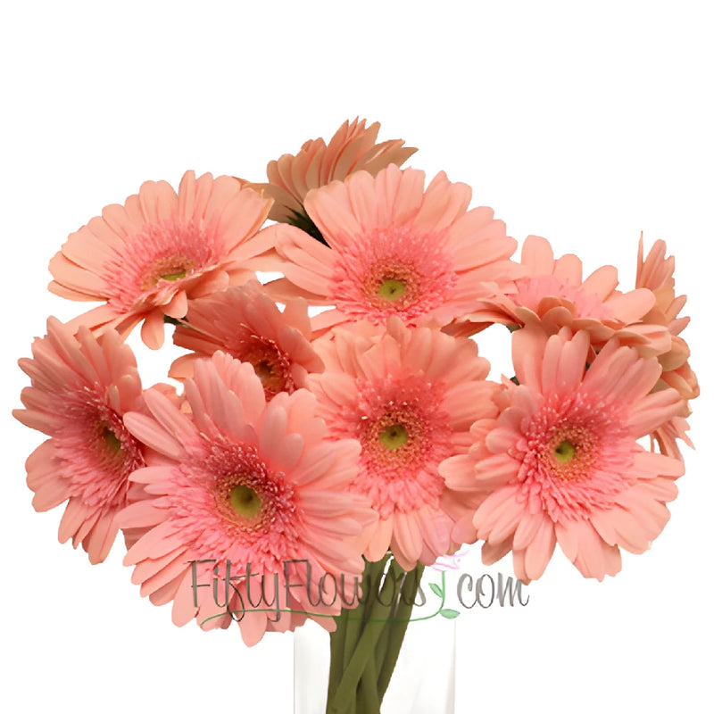 Gerbera Daisy Fassination Coral Wholesale Flower Bunch